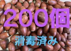 どんぐり 200個＋気持ちおまけ　マテバシイ