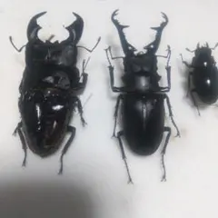 標本 規制前野外品 アマミミヤマクワガタ ペア - メルカリ