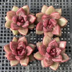 エケベリア　韓国苗　チボリ　多肉植物　ポコ多肉