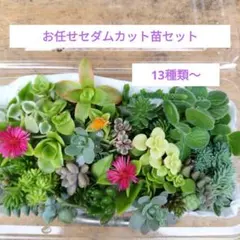 お任せセダムカット苗セット　13種類以上