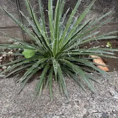 巨大 レア チランジア Aztec Flame | Mercari