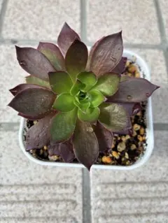 きよ様 リクエスト 2点 まとめ商品