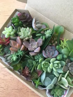 多肉植物　エケベリアのみ　カット苗　カラフル　詰め合わせ