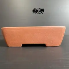 ルンバ君様 柴勝　小品盆栽