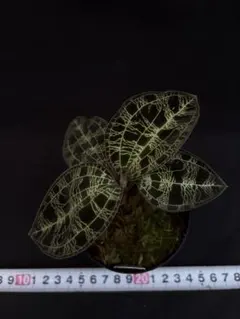 Macodes petola platinum マコデス ペトラ プラチナム - メルカリ