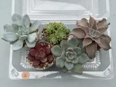 ❤️ 根付き多肉植物　5種類　②