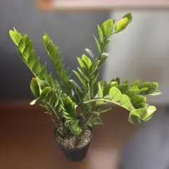 ザミオクルカス 黒葉 大株 匿名配送 - メルカリ
