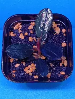 ブセファランドラ mini boyan 20x20cm Bucephalandra Mini Boyan for Blackwater Aquariums | Betta Botanicals