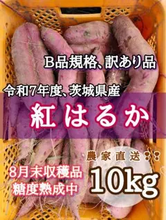 紅はるか 10kg B品規格 茨城県産訳あり