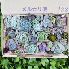 ✾38多肉植物　エケベリア　セダム　寄せ植えセット　詰め合わせ　カット苗
