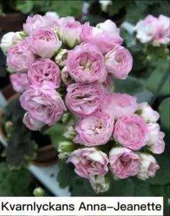 ご購入前にコメントお願いいたします 切り花品種 バラ 苗 - メルカリ