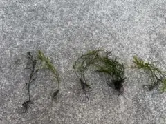 2026年最新】ボルビティスの人気アイテム - メルカリ