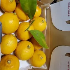 木で完熟傷スレありレモン　農薬不使用　３月15日収穫
