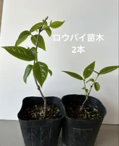 きくきんぐ様 リクエスト 4点 まとめ商品