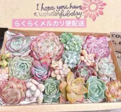 02. 多肉植物カット苗詰め合わせ　寄せ植えセット♡