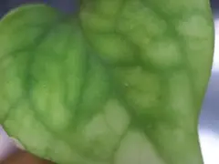 チランジア様 リクエスト 3点 まとめ商品