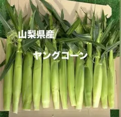 a91山梨県産 ヤングコーン12～15本入りベビーコーン 野菜 - メルカリ