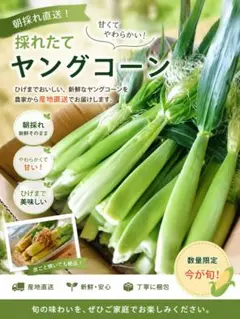 収穫日即日発送 葉っぱヒゲつきヤングコーン50本 ベビーコーン 