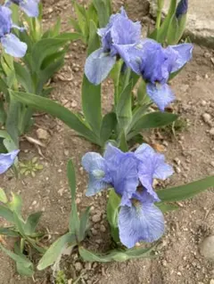 ミニジャーマンアイリス茎苗のサムネイル
