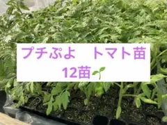 ❤️CFプチぷよ　トマト苗12 本！