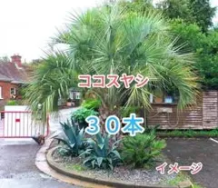 n*u様 ココスヤシ ココスヤシ 0.8m前後 21cmポット （ 単 品 ）（送料無料） 苗