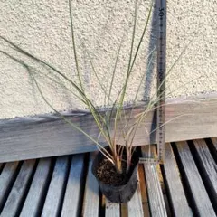 2026年最新】ユッカロストラータ ダブルヘッドの人気アイテム - メルカリ