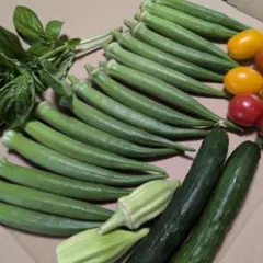 25白丸オクラと野菜セット！のサムネイル