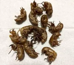 セミの抜け殻 採集と見分け方】セミの抜け殻7種類を探す！！ Collecting