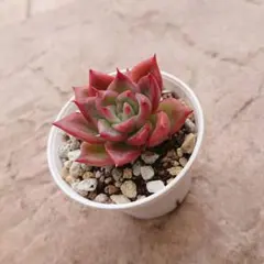 毒リンゴ(ロウルサンコさん)×チワワエンシス○多肉植物 - メルカリ