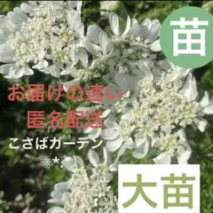 オルレア ・（オルラヤ）ホワイトレースフラワー大きな苗 【５苗】 予備苗付きですのサムネイル