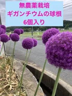 2025年最新】ギガンチウム 球根の人気アイテム - メルカリ