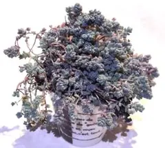 人魚様 リクエスト 2点 まとめ商品