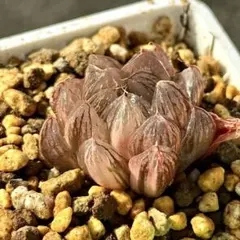 し*桜様 雪花オブツーサ錦　超美株　ハオルチア　観葉植物　E9