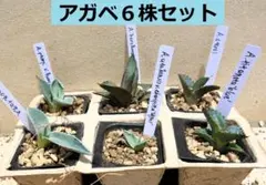 2026年最新】アガベ モンタナの人気アイテム - メルカリ