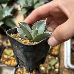 アガベ パラサナ モンタナ セット 実生 抜き苗発送 - メルカリ