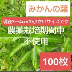 やなたか様 リクエスト 2点 まとめ商品