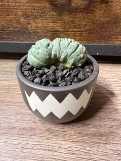 2025年最新】ユーフォルビア オベサ モンストの人気アイテム - メルカリ