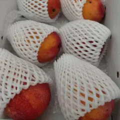 沖縄県産 完熟マンゴー 約1.8kg（6個入）チルド便送料無料！のサムネイル