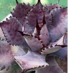 【希少】 アガベ マンガベ 黒火焔 ×血雨雷神 ハイブリッド ブラックファイヤー 希少】 アガベ マンガベ 黒火焔 ×血雨雷神 ハイブリッド