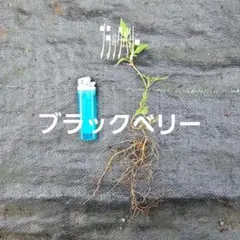 【トゲなし】ブラックベリー苗｜1本で実る・初心者OK・北海道越冬◎