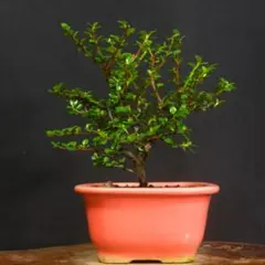 皐月盆栽素材、寿光 - メルカリ