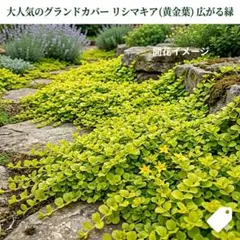 リシマキア オーレア 20本 挿し穂 グランドカバー 宿根草 - メルカリ