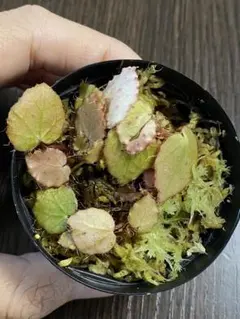 2026年最新】BEGONIA melanobullataの人気アイテム - メルカリ