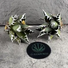 2026年最新】オアハカ 現地 アガベの人気アイテム - メルカリ