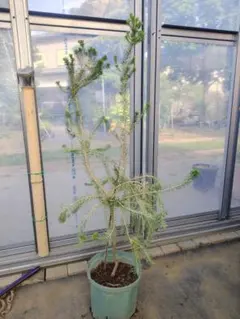 ヒースバンクシア エリシフォリア 鉢植えN 苗 オージープランツ ドライ