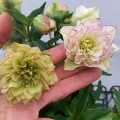 さかえ様 リクエスト 3点 まとめ商品