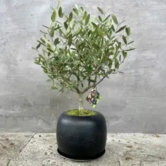 幹極太　Souju オリーブの木　【ミッション】　玉造り仕立て　陶器鉢　植え込みのサムネイル