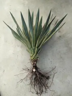ユッカ バリエガータ　大型株90cm 抜苗発送