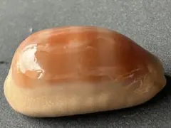 2025年最新】貝殻 標本 タカラの人気アイテム - メルカリ