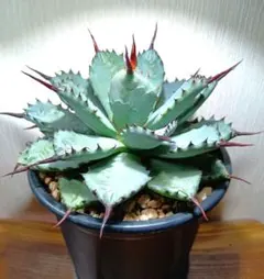 2026年最新】アガベ陽炎の人気アイテム - メルカリ